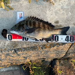 クロダイ