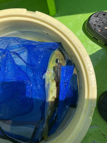 シロサバフグの釣果