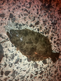 ソゲの釣果