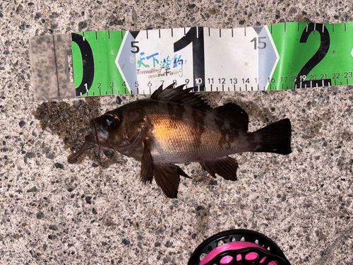 アカメバルの釣果