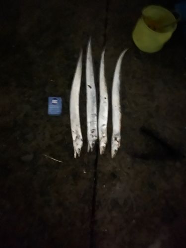 タチウオの釣果