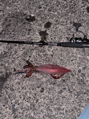 ケンサキイカの釣果