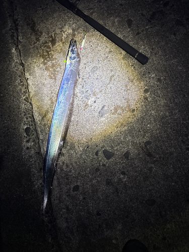 釣果