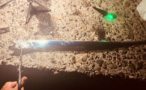 タチウオの釣果