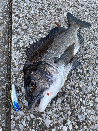 クロダイの釣果