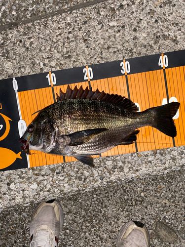 クロダイの釣果