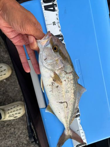 ショゴの釣果