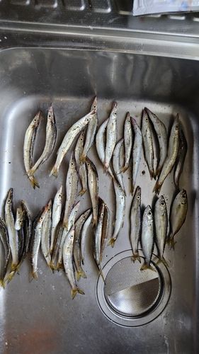 カマスの釣果