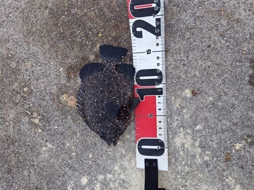 イシガキダイの釣果