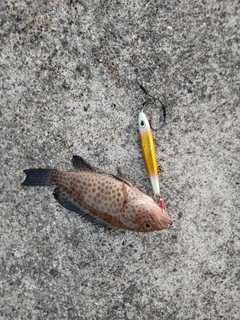 オオモンハタの釣果