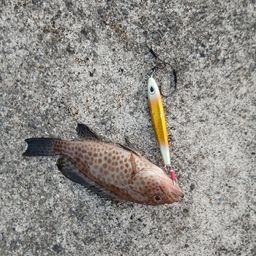 オオモンハタ