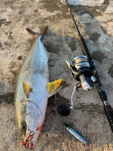 ヒラマサの釣果