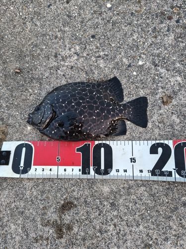 イシガキダイの釣果