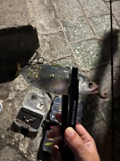 サバの釣果