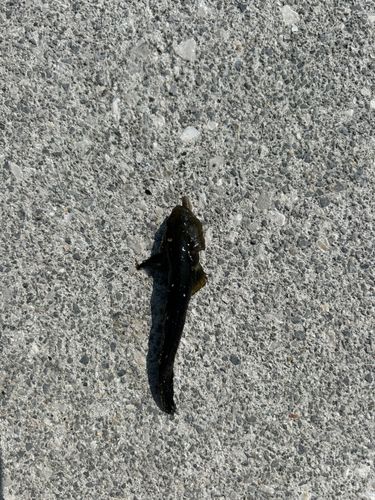 ヌマチチブの釣果