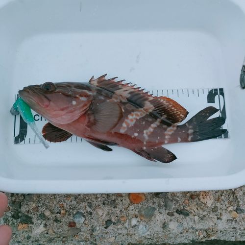 キジハタの釣果
