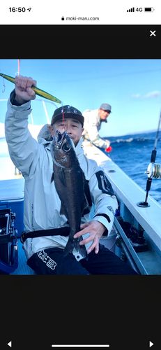 クロムツの釣果