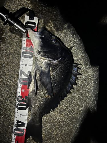 チヌの釣果