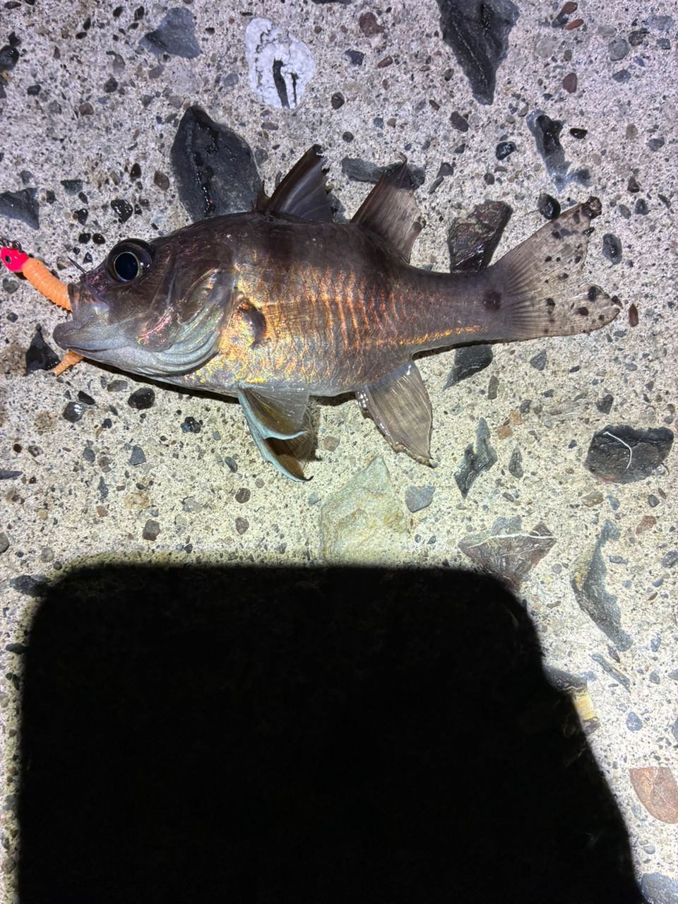 ヨコスジイシモチ