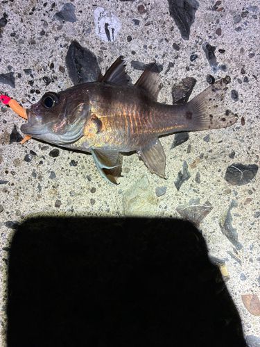 ヨコスジイシモチの釣果