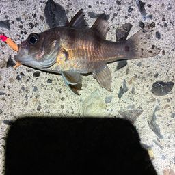 ヨコスジイシモチ