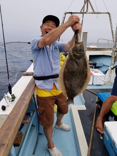 ヒラメの釣果