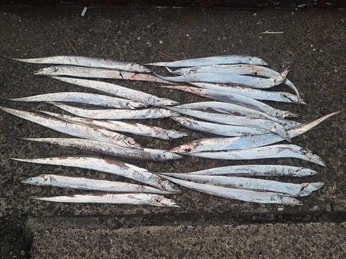 タチウオの釣果