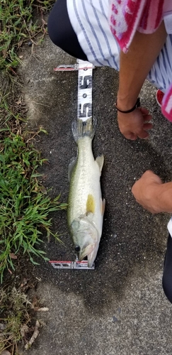 ブラックバスの釣果