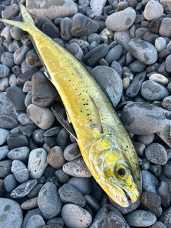 シイラの釣果