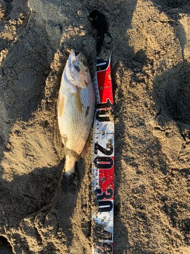 イシモチの釣果