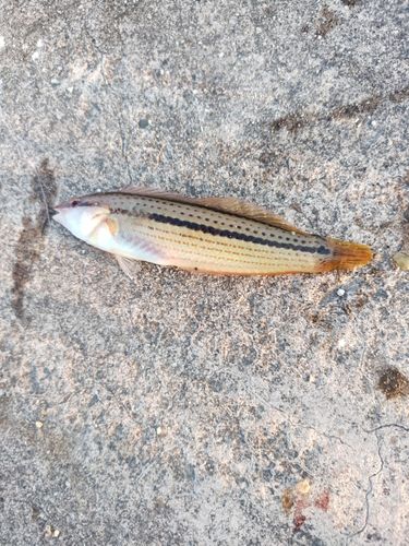 キュウセンの釣果