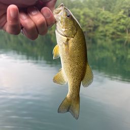 スモールマウスバス