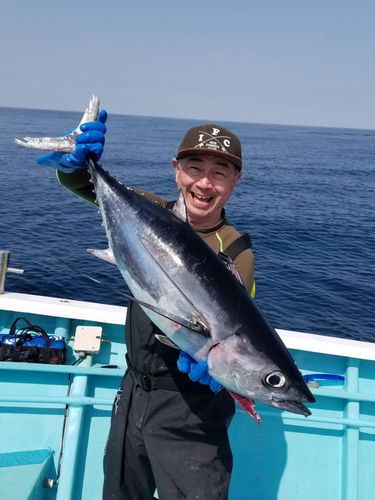 ビンチョウマグロの釣果