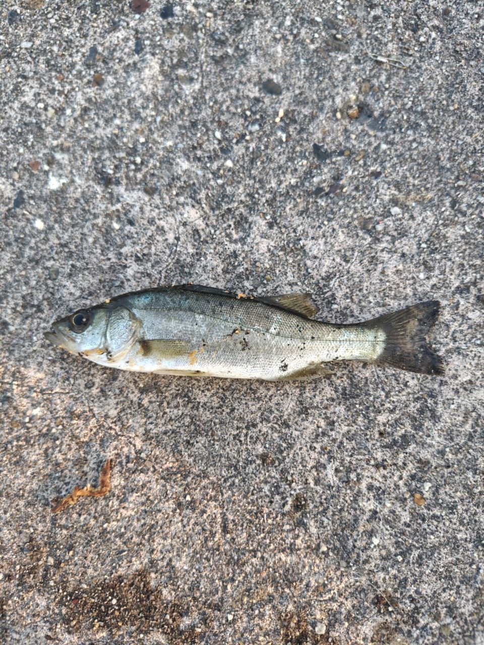 セイゴ（マルスズキ）