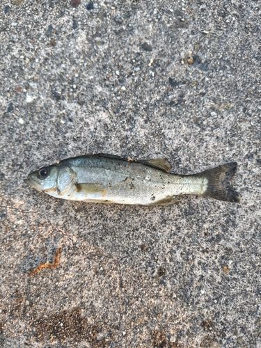 セイゴ（マルスズキ）の釣果