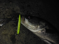 シーバスの釣果