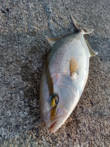 ショゴの釣果