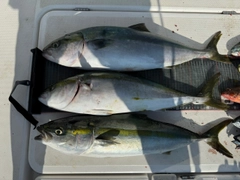 ワラサの釣果