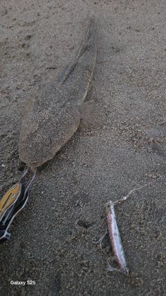マゴチの釣果