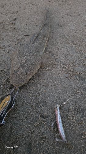 マゴチの釣果
