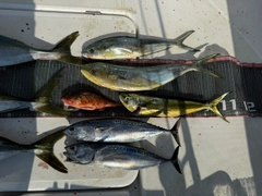 シイラの釣果