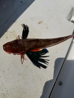 ホウボウの釣果