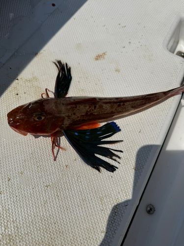 ホウボウの釣果