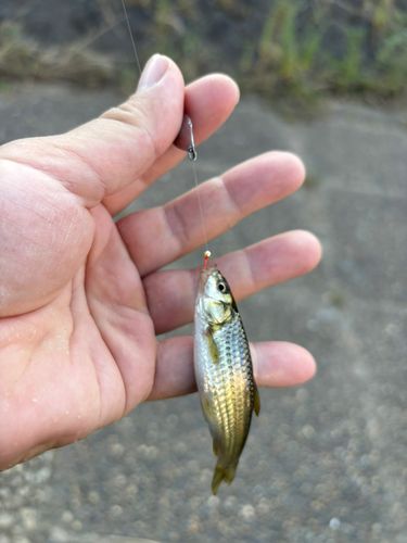 モツゴの釣果