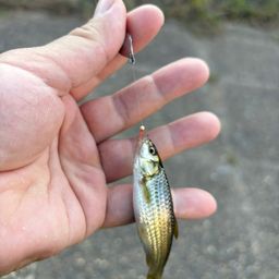 モツゴ