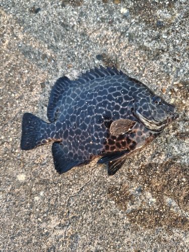 イシガキダイの釣果