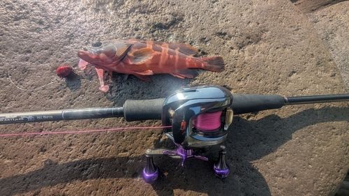 アカハタの釣果