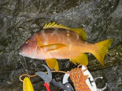 シブダイの釣果