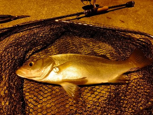 セイゴ（ヒラスズキ）の釣果