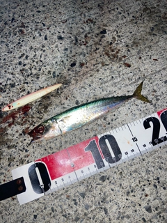 サバの釣果